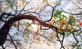 Thời tiết 19/2: Hà Nội tăng nhiệt, cao nhất 28-31 độ C