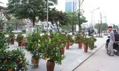 Hà Nội dừng đào đường, tổ chức 64 chợ hoa Xuân Tết