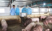 Hà Nội: Lập chốt kiểm dịch 24/24 ngăn chặn tả lợn Châu Phi