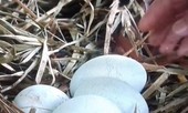 Thiên nga hồ Thiền Quang đẻ trứng, đang được ấp nở