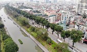 Hà Nội: Chuyển cây xanh phải rà soát tránh lãng phí, gây bức xúc dư luận