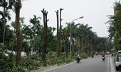 Hé lộ lý do chuyển 108 cây hoa sữa từ Hồ Tây về bãi rác Nam Sơn