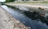 Công ty Thoát nước Hà Nội nói gì về cá chết trên sông Tô Lịch?