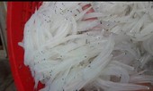 Dân Hà Nội săn mua cá sông Đà 'thân trắng tinh, mềm như bún'