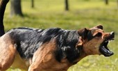 Bé trai 4 tuổi bị chó becgie nhà nuôi cắn rách mặt