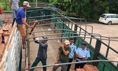Sẽ tạm hoãn xuất cảnh với người nợ thuế