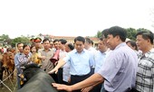 Hà Nội tập trung mở rộng phát triển chăn nuôi bò thịt