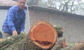 Không đấu giá được, lô gỗ sưa 'trăm tỷ' giờ ra sao?