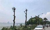 Thực hư việc trồng hoa sữa giúp ngăn mùi bãi rác Nam Sơn