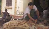Hà Nội mở bán hồ sơ đấu giá lô gỗ sưa 'trăm tỷ'
