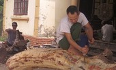 Không có người mua hồ sơ, kế hoạch đấu giá lô gỗ sưa 'trăm tỷ' thất bại