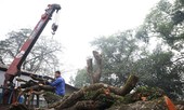 Lãnh đạo xã nói gì vụ lô gỗ sưa 'trăm tỷ' hai lần mở bán bất thành?