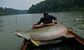 Vì sao không quân Mỹ bỏ công nghiên cứu vẩy cá hải tượng?
