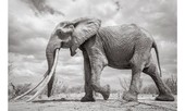 ‘Nữ hoàng Voi’ khổng lồ ở Kenya được chụp bằng beetlecam