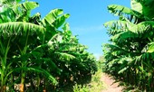 Bầu Đức kỳ vọng mỗi ngày vườn chuối mang về 10 tỷ đồng