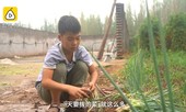 Cậu bé dành cả tuổi thơ bán hành, hiến tủy cứu em trai mắc bệnh thiếu máu