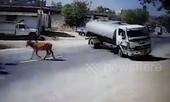 Xe bồn 'drift' để cứu mạng sống của chú bò giữa đường