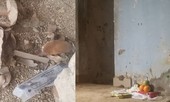 Vụ sát hại nữ sinh ở Điện Biên: Bắt 5 người, khởi tố thêm tội hiếp dâm