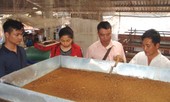 Thầy giáo bỏ nghề về quê...nuôi ruồi lấy trứng, bán 30 triệu/ký