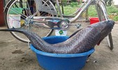 Cá trắm nặng 33 kg mắc lưới ngư dân Thanh Hoá