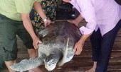 Thả rùa quý hiếm 60 kg bị mắc lưới về biển