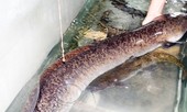 Nghệ An: Bắt được cá chình 'khủng' dài 1,6m, bán 15 triệu đồng