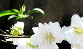 Bạch đào quý hiếm trồng để tặng chứ không bán
