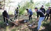 Đà Lạt trồng 6.000 cây thông và mai anh đào trong ngày sinh nhật Bác