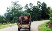 Để xe hết “đát” lưu thông, chính quyền và công an phải chịu trách nhiệm