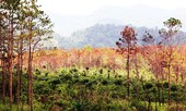 Nhức nhối hàng loạt cánh rừng bị hủy hoại ở Tây Nguyên