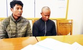 Bắt 2 đối tượng cưa hạ hàng chục cây thông ở Đà Lạt