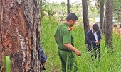 Choáng với 'chiêu' đầu độc 76 cây thông trong dự án du lịch để chiếm đất