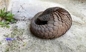 Bất ngờ phát hiện tê tê quý hiếm 'lạc' giữa phố thị Đà Lạt