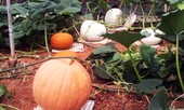 Những vườn bí ngô khổng lồ hút khách mùa Hallowen