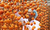 Làng hồng lâu đời nhất miền Nam hồi sinh