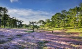 Săn ảnh mùa cỏ hồng Lang Biang – Đà Lạt