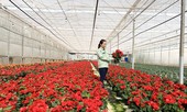 Lào, Campuchia học hỏi mô hình doanh nghiệp 'bắt tay' với hàng trăm hộ dân
