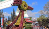 Trích xuất camera truy tìm kẻ trộm tiểu cảnh hoa của Festival