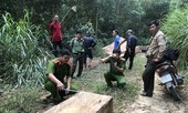 Ngang nhiên vào rừng đốn hạ 10 cây gỗ sau cú điện thoại 'đặt hàng'