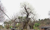 Đào cổ thụ Nhật Tân giá hàng trăm triệu của đại gia chơi Tết