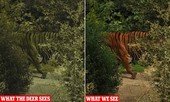 Vì sao hổ có màu cam nổi vẫn là hung thần rừng xanh?