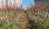 Hàng nghìn gốc đào chết khô, người dân Đông Ngạc 'khóc ròng'