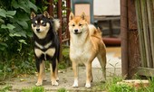 Chú chó Nhật được chọn đóng 'Cậu Vàng' là dòng quốc khuyển, có giá vài nghìn USD