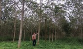 Khởi tố thêm 4 cán bộ vụ cấp đất công cho vợ chủ tịch huyện