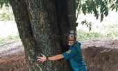 Xử lý nhiều lãnh đạo liên quan vụ cây giáng hương 'khủng' biến mất