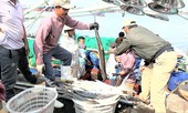 'Tuần trăng mật' biển Tây, ngư dân kiếm bộn tiền