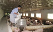 Ngăn xuất tiểu ngạch lợn qua Trung Quốc