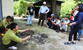 Voi Cu Sứt và những chiếc bẫy tàn độc