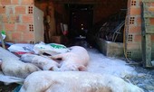Tiêu hủy hơn 1.000 con heo mắc bệnh lở mồm long móng