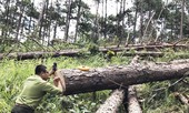 Nóng bỏng “cuộc chiến” bảo vệ rừng Tây Nguyên